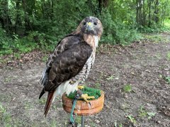 Den s dravci v Základní škole a Praktické škole Čtverka